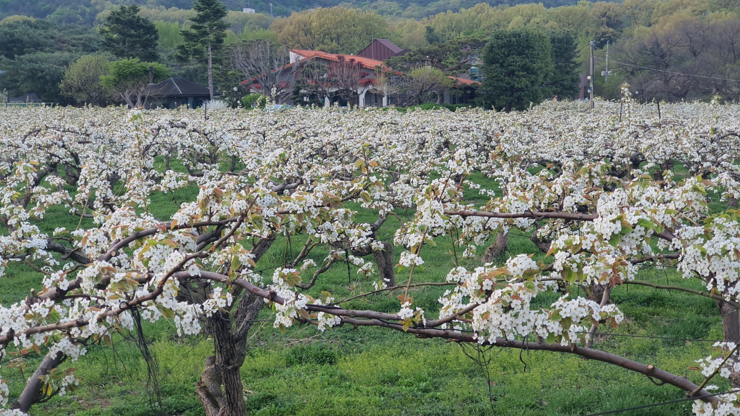 배꽃 시즌입니다^^