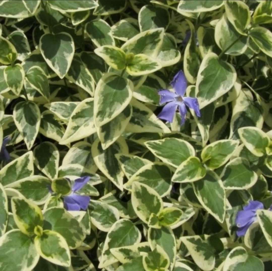 Post image 16