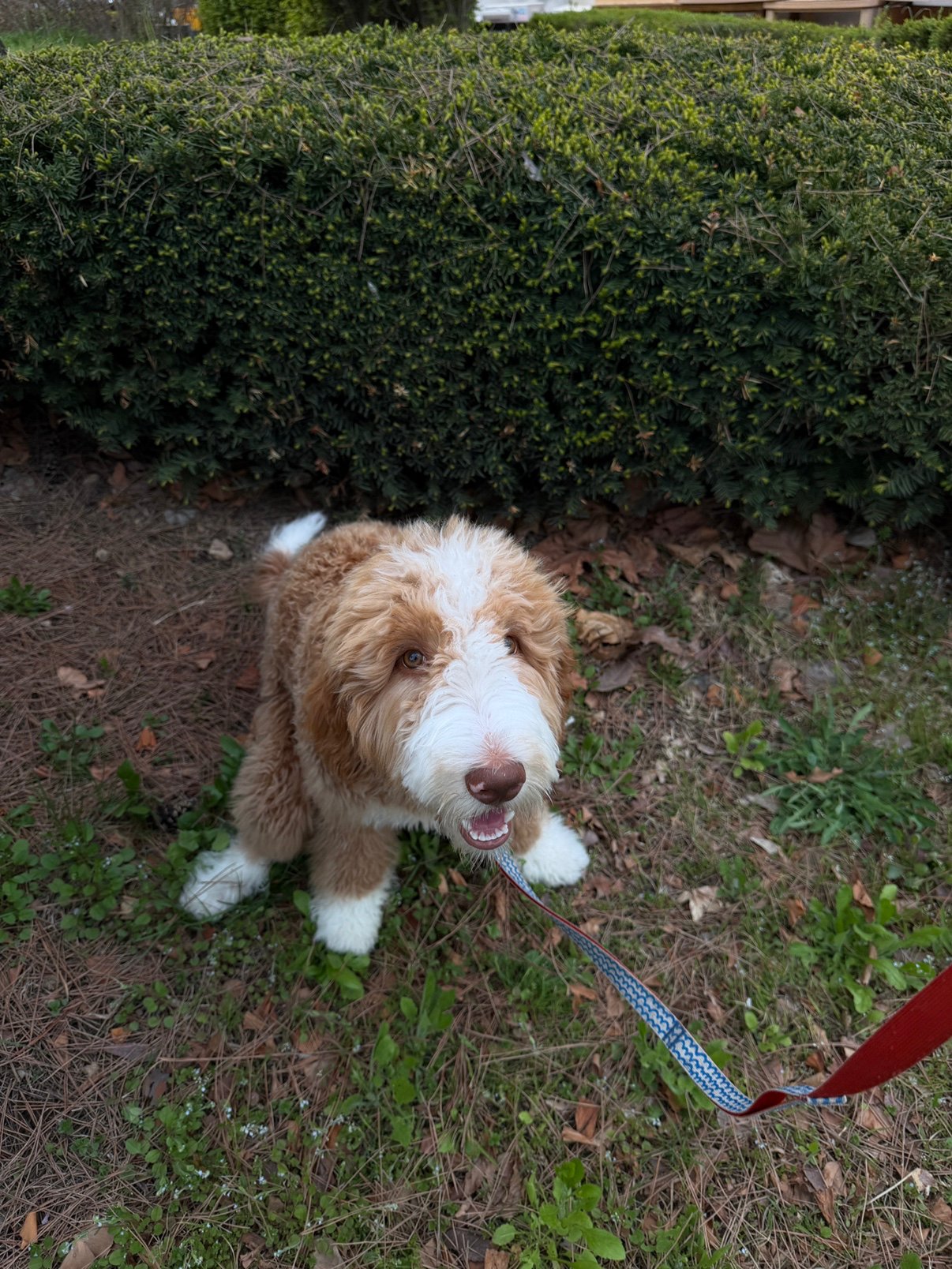 벚꽃이 다 져가네요🌸