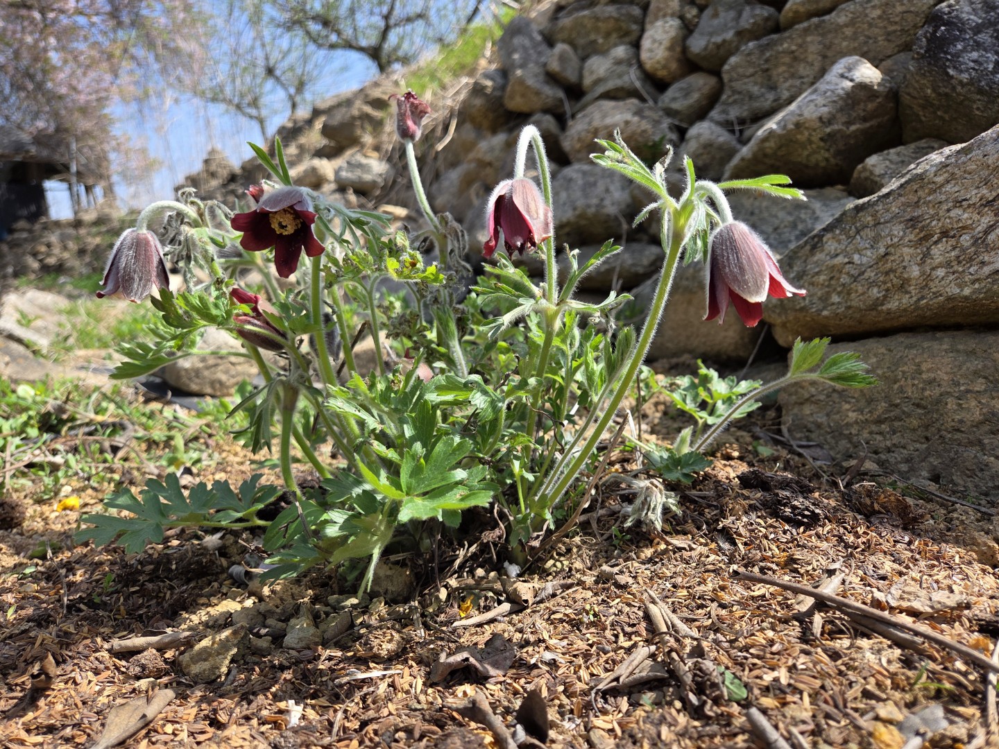 할미꽃이 잘 자라고 있어요♡