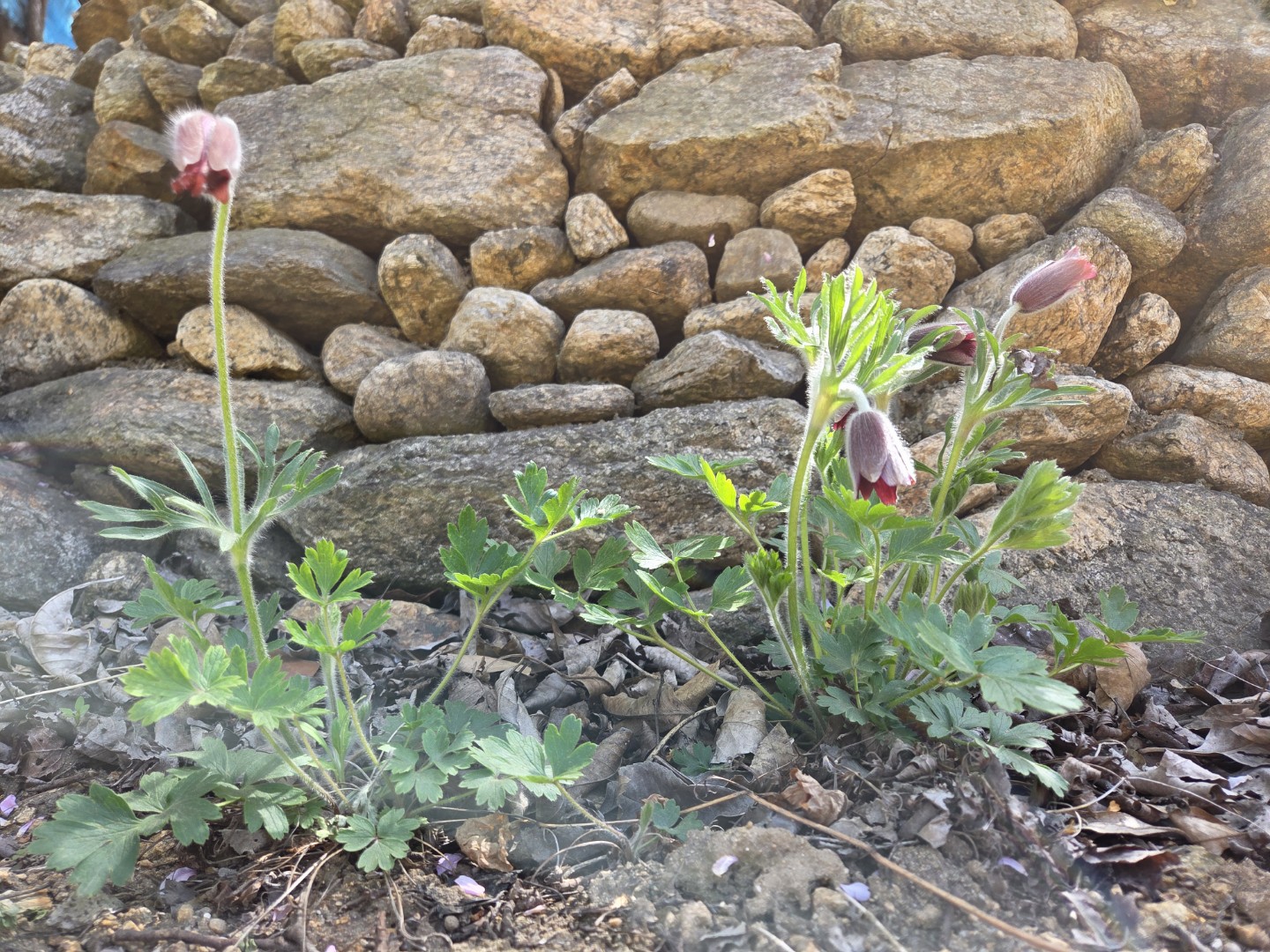 할미꽃이 잘 자라고 있어요♡