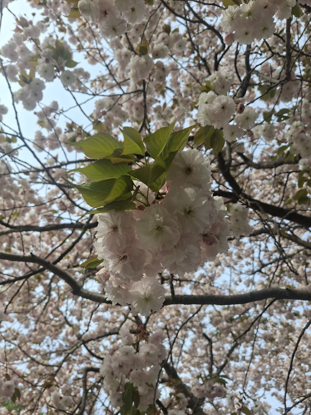 Post image 5