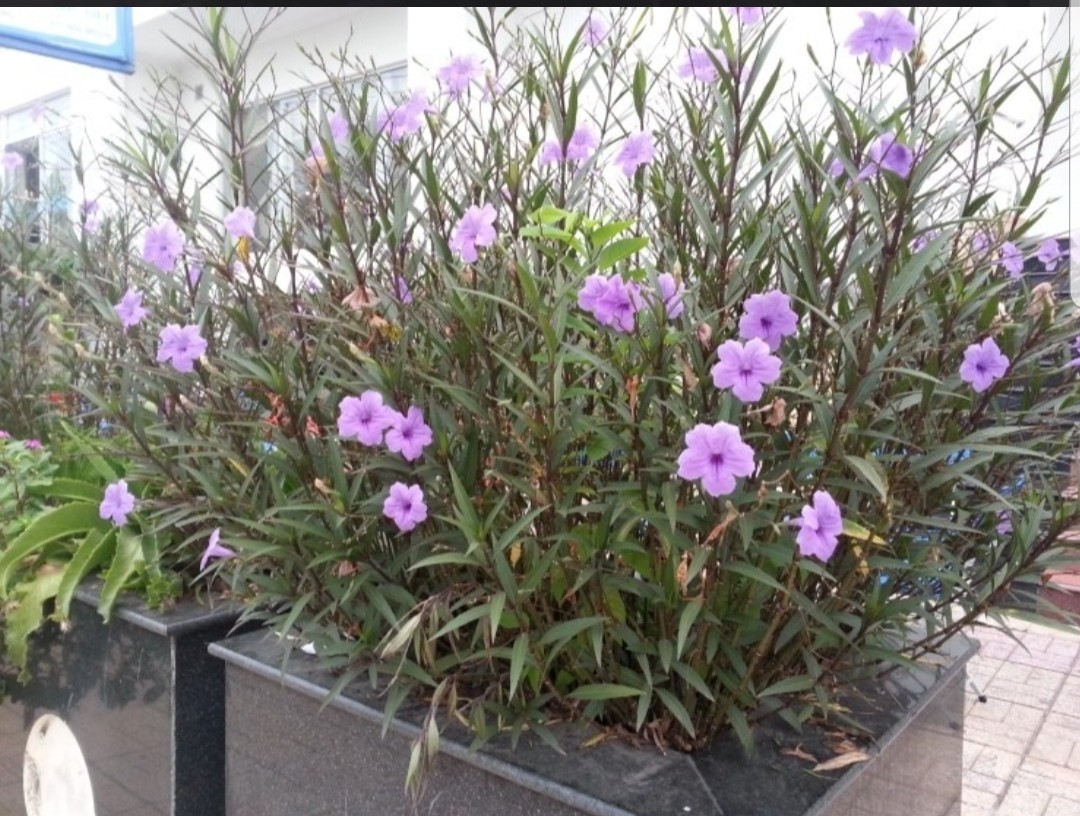 Post image 5