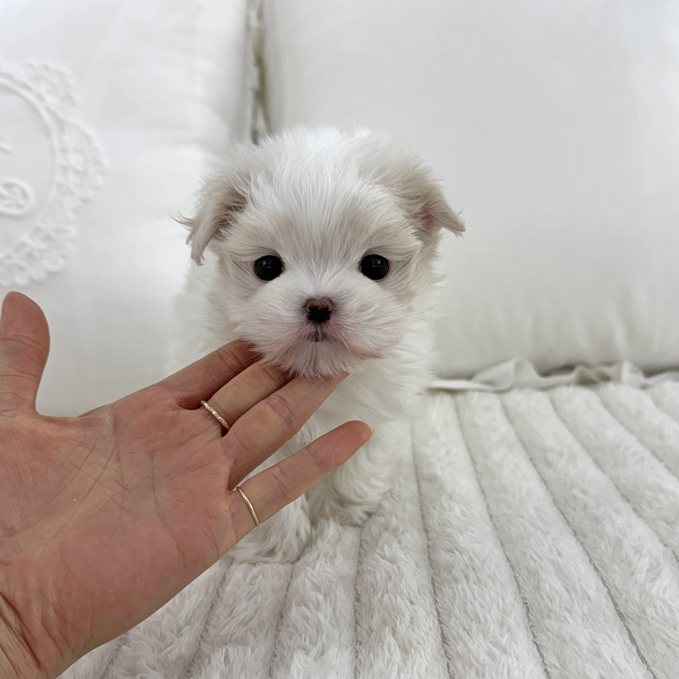 말티즈 "둥이" 왕자님