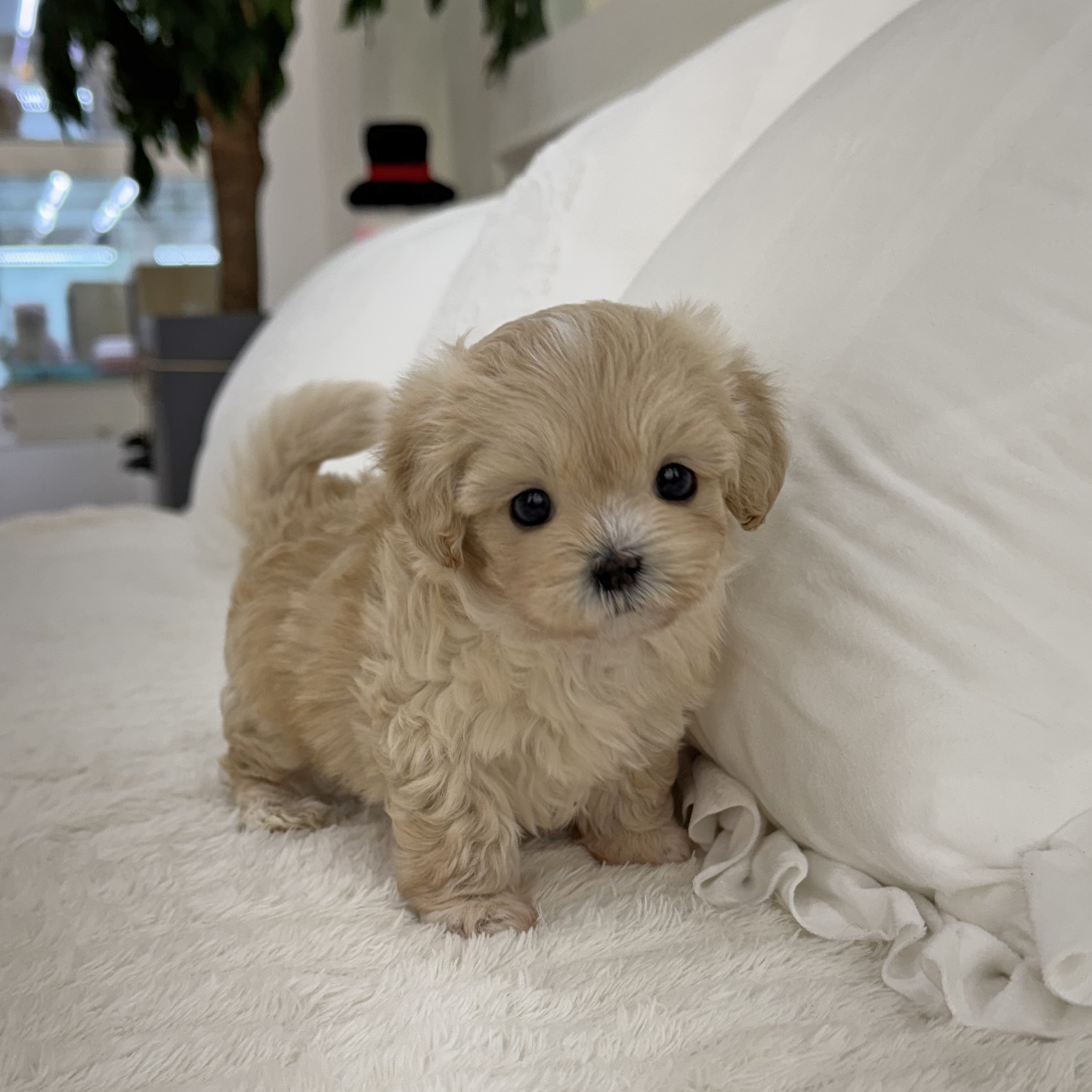 크림말티푸 "밀크" 왕자님