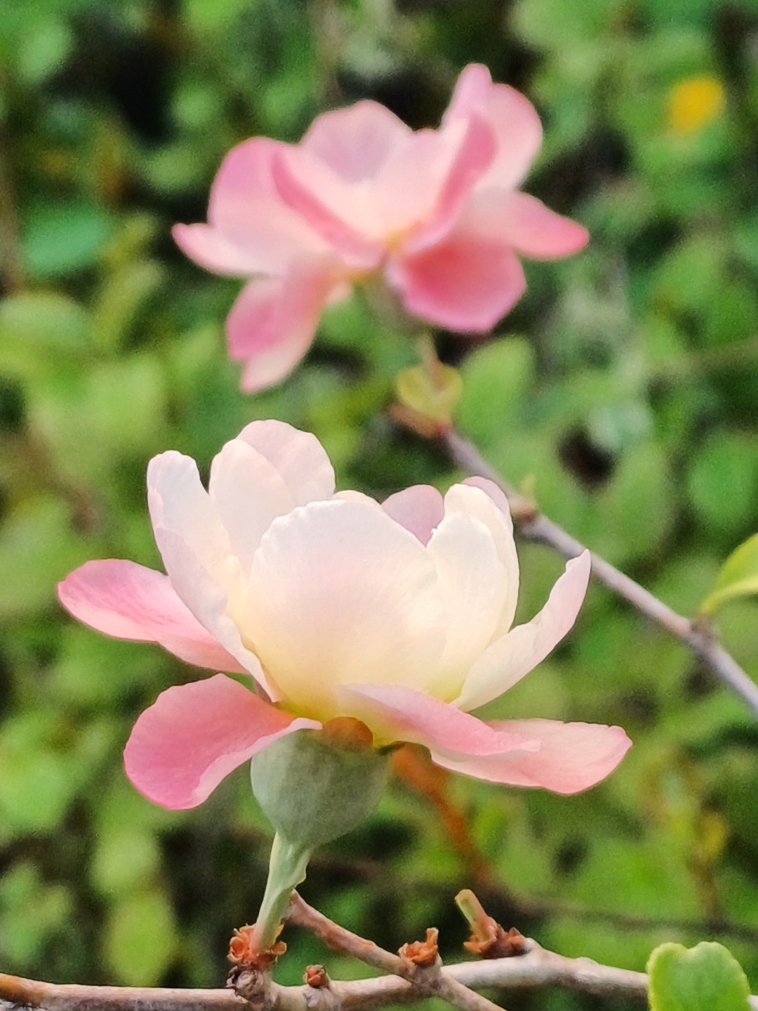 Post image 4