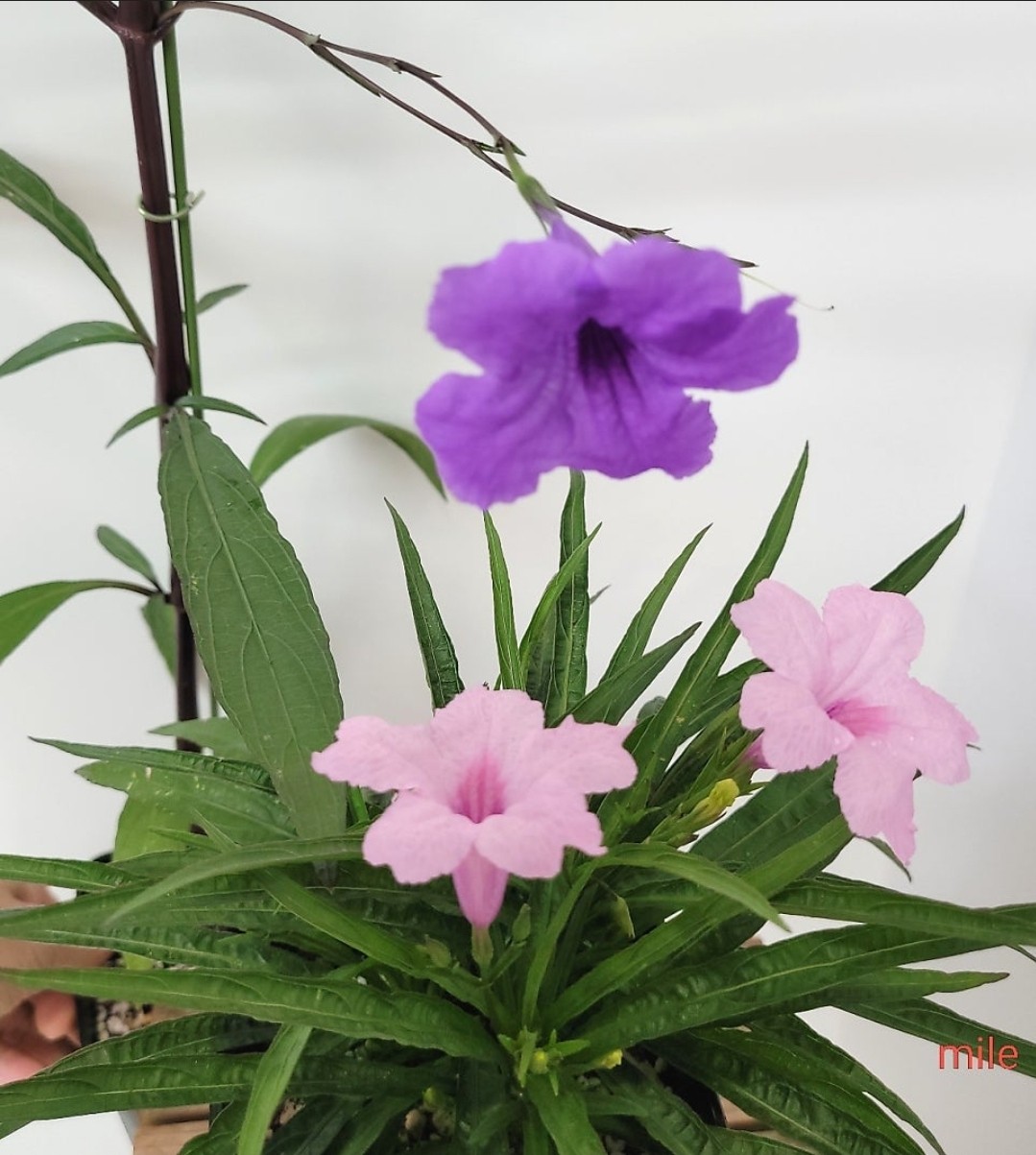 Post image 41
