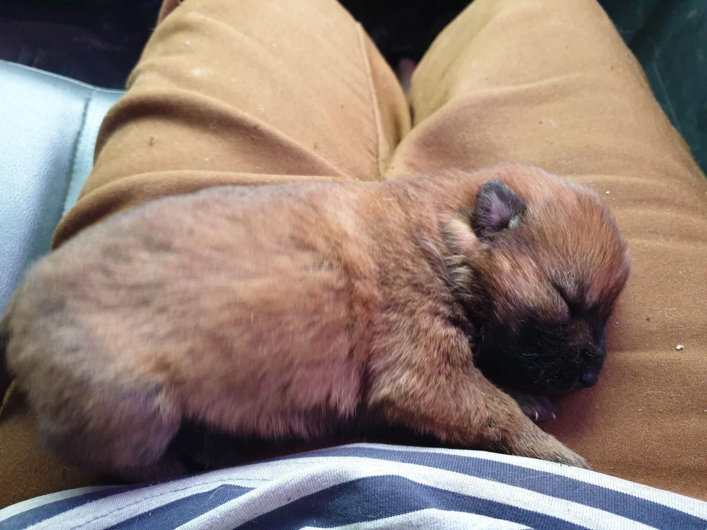 강아지 첫만남! 🐾