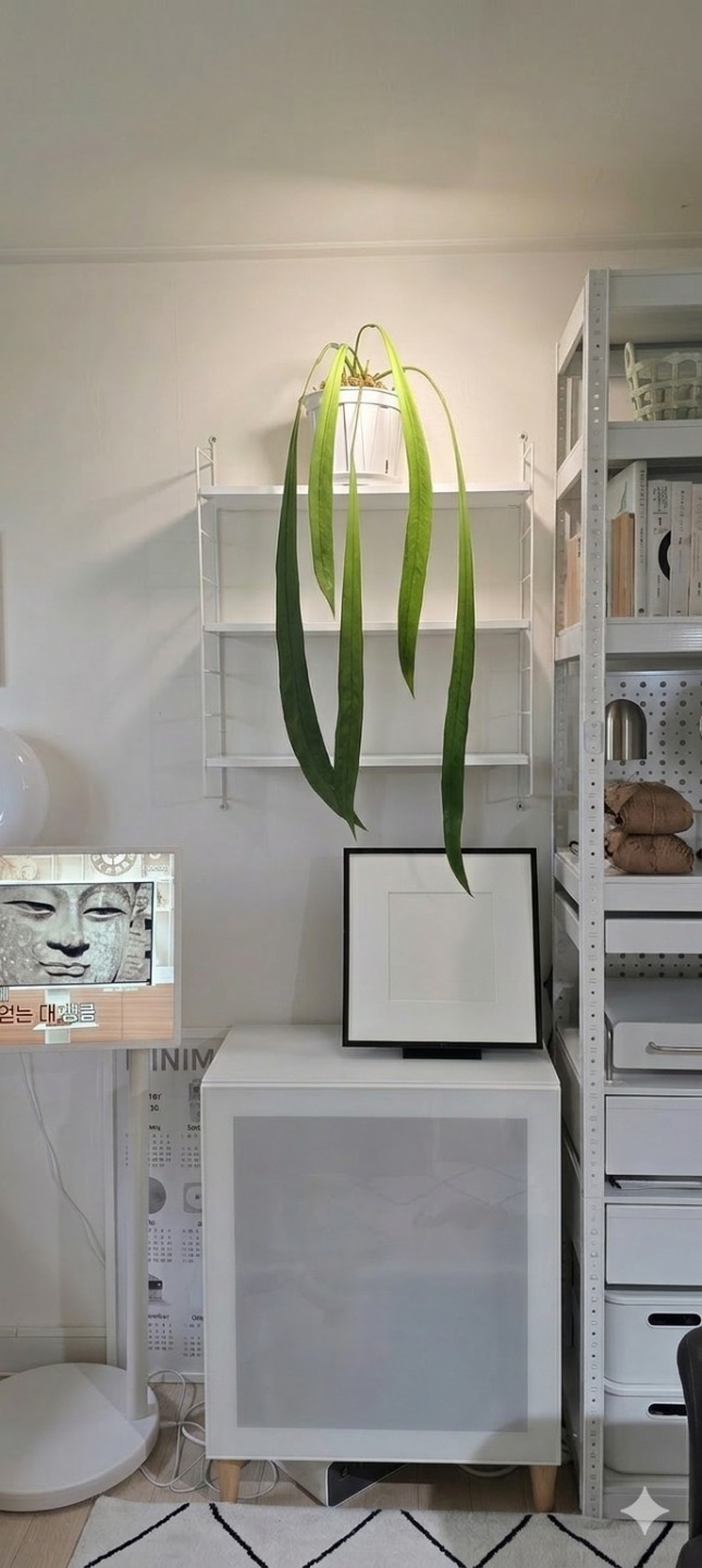 ​🌿 [우리동네] 식물에 진심인 분들, 같이 '집꾸'해요! (초보 환영)