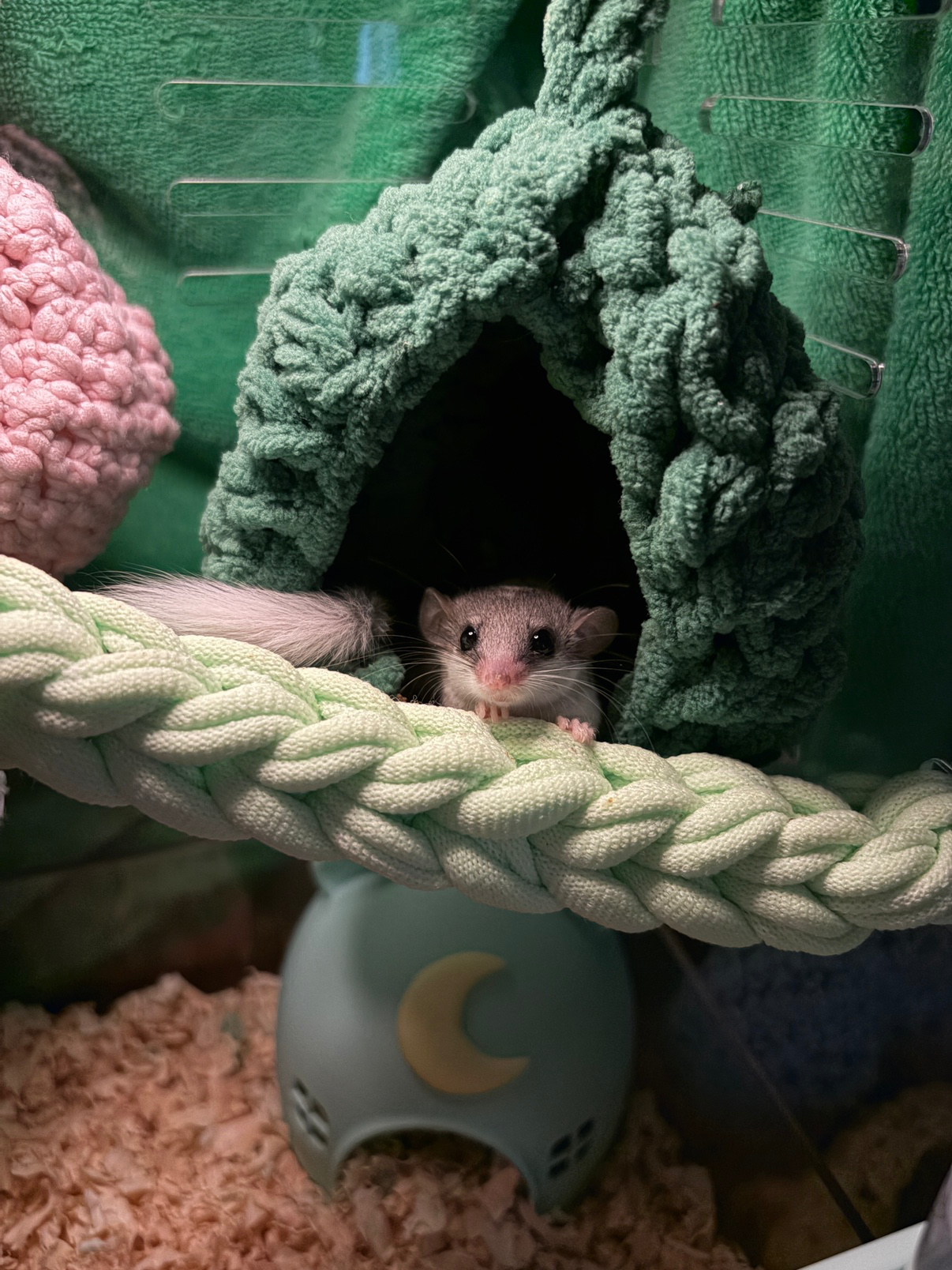 귀여운 뚱이 자랑해요 🐿️