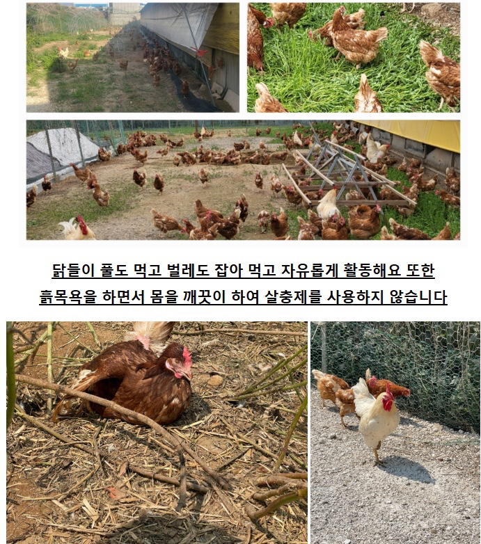 🍳 계란이 왔어요~ 프리미엄 유정란