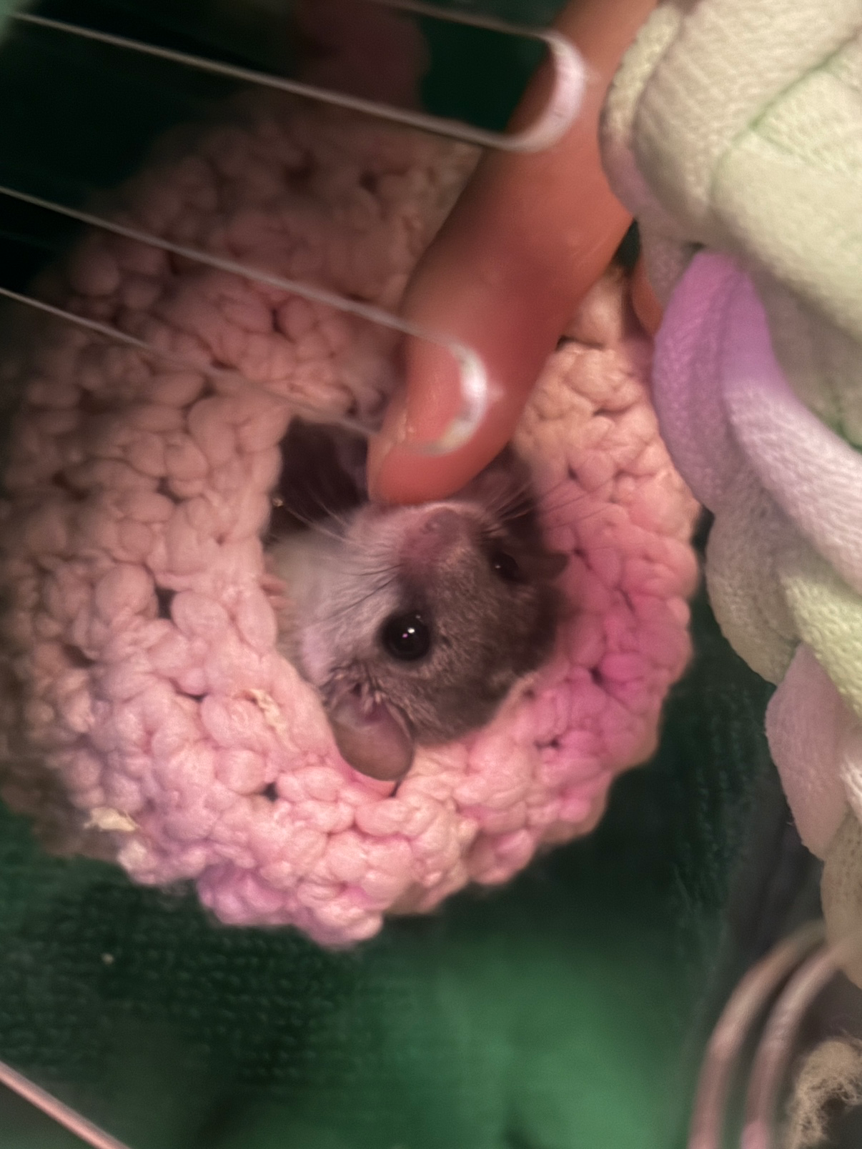 귀여운 뚱이 자랑해요 🐿️