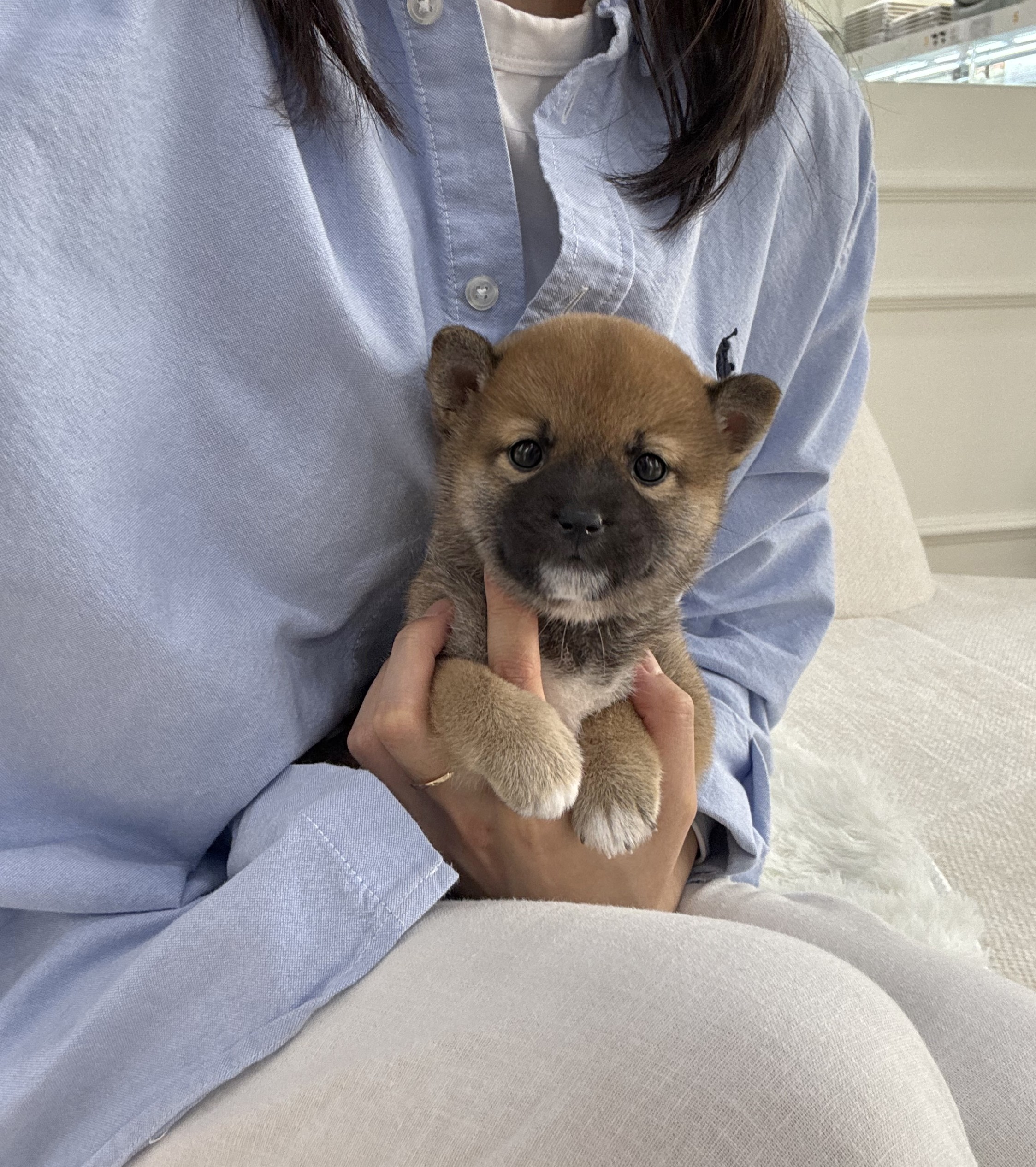 시바견 시바이누 "두치" 왕자님