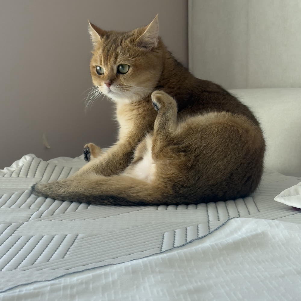 (국내제작) 누플리오 듀라론 냉감패드