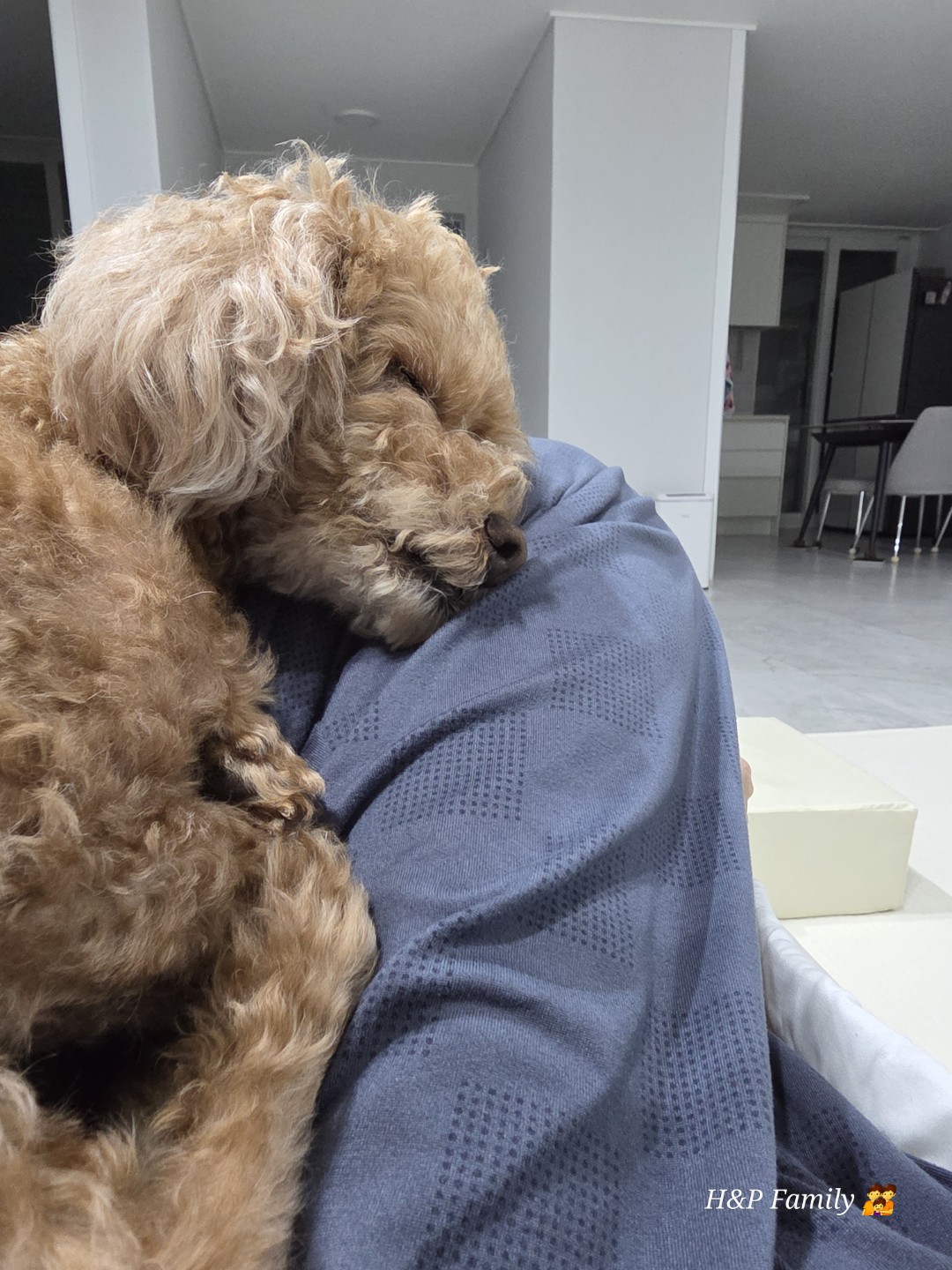 제 껌딱지 입니다