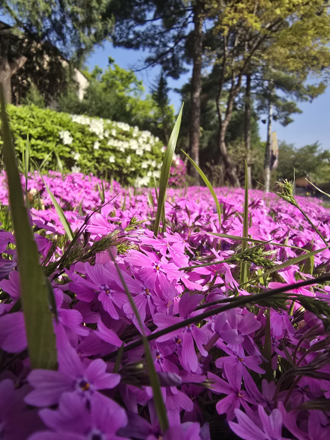 맑은 하늘에 화사한 꽃