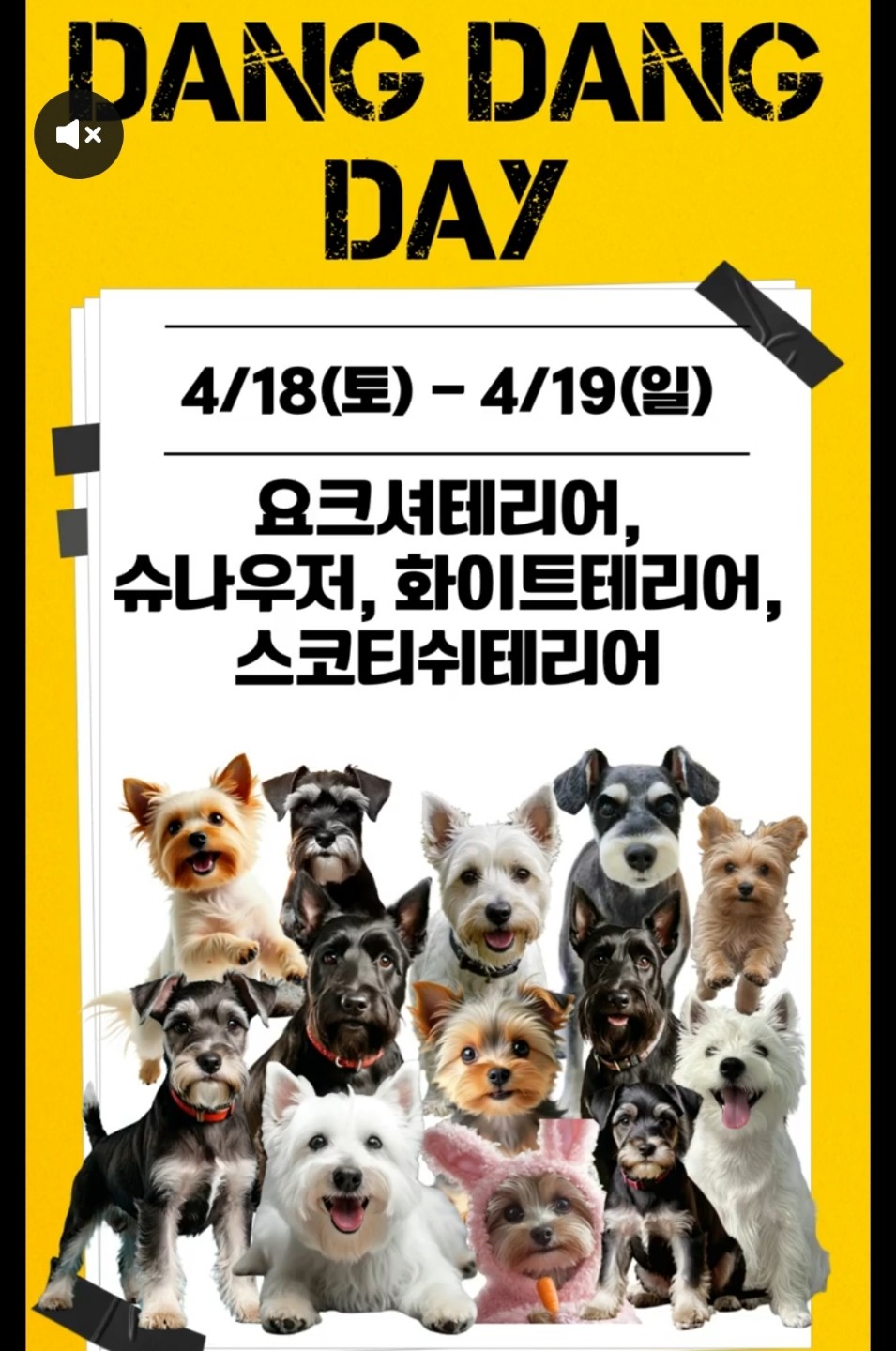 넓은 운동장이 있는 애견카페 리스트