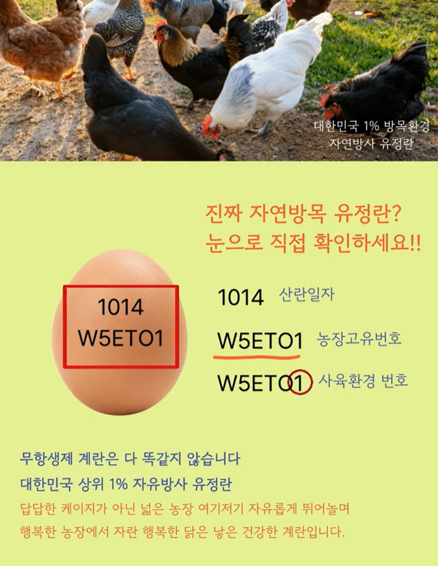 🍳 계란이 왔어요~ 프리미엄 유정란