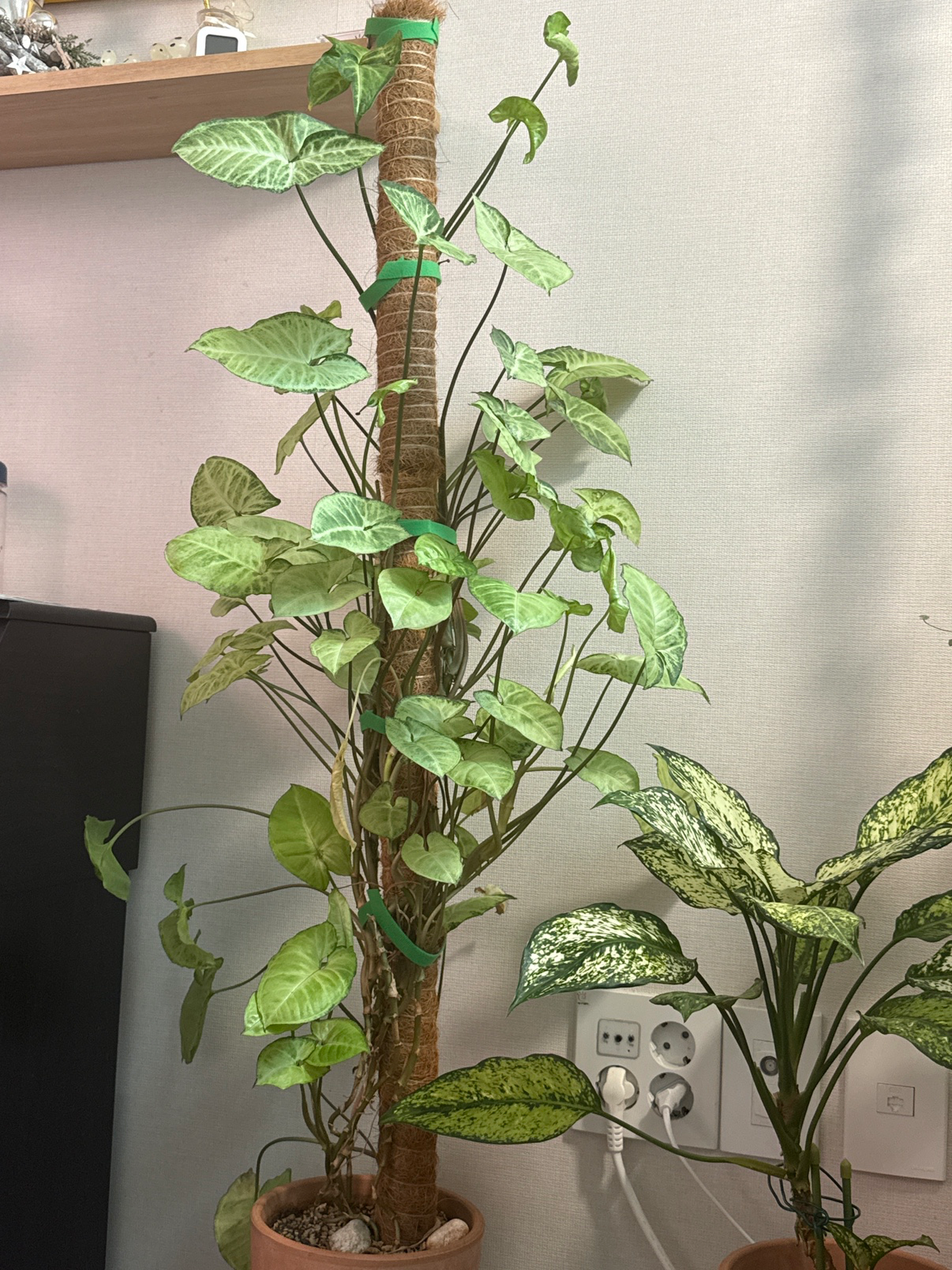 식물 물 주기(팁)