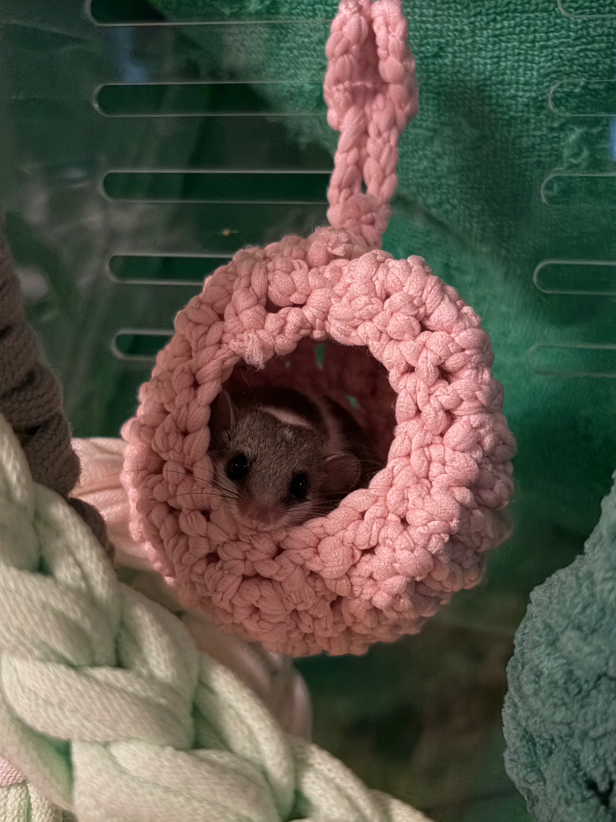 귀여운 뚱이 자랑해요 🐿️