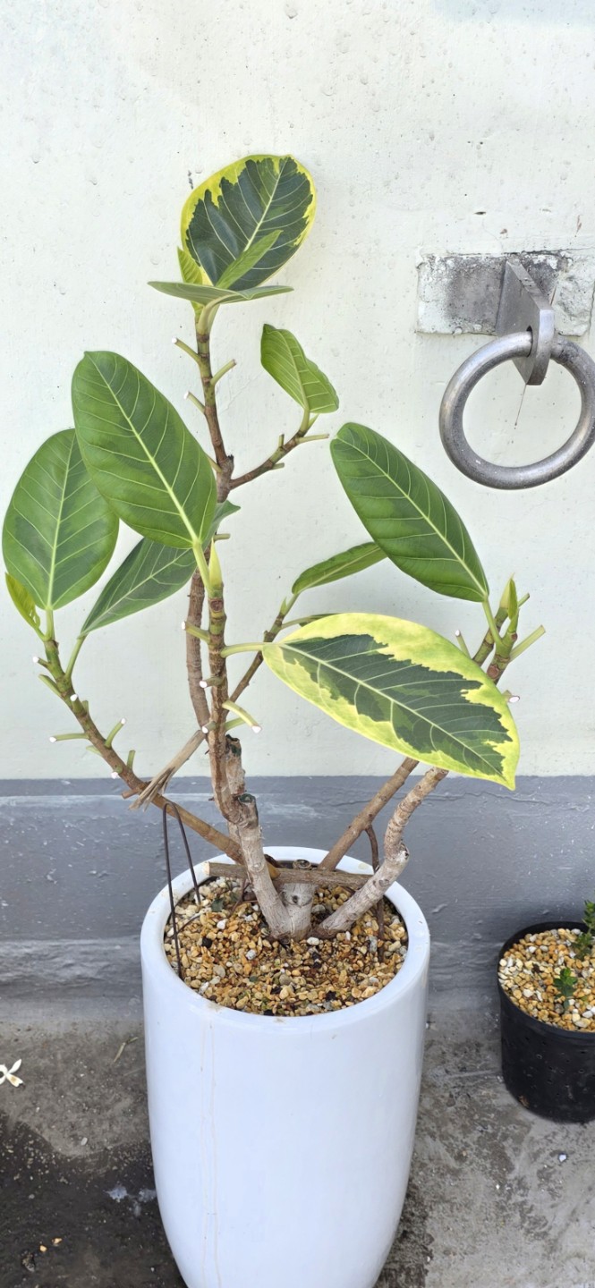 Post image 4