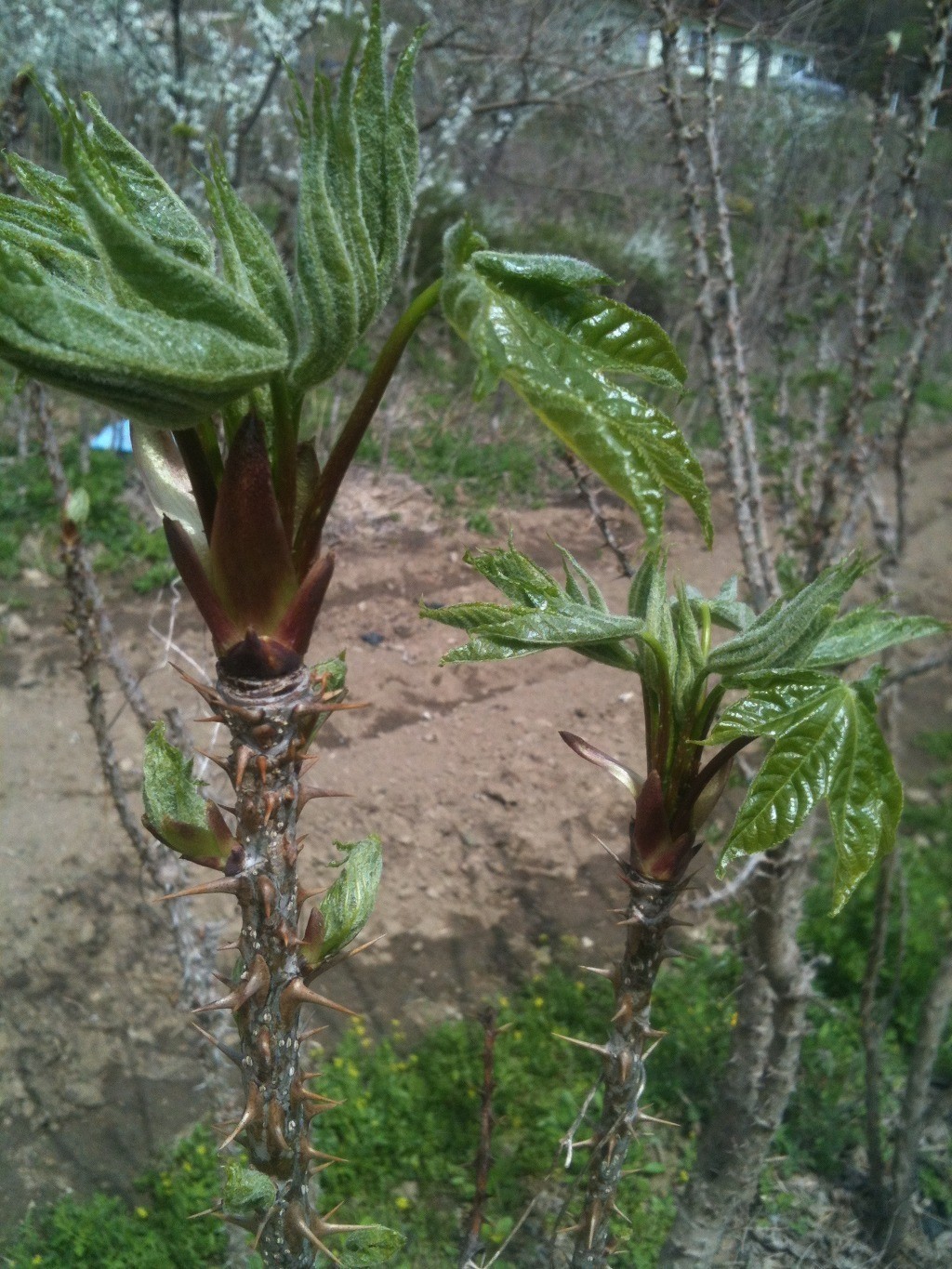 Post image 9