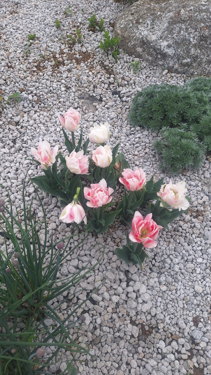 🌸 학의천 느린걸음 산본 철쭉축제 후기 🌸