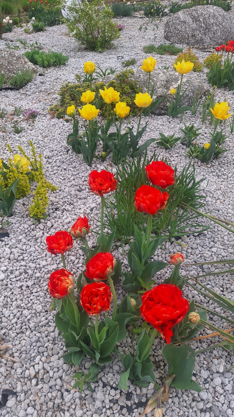 🌸 학의천 느린걸음 산본 철쭉축제 후기 🌸