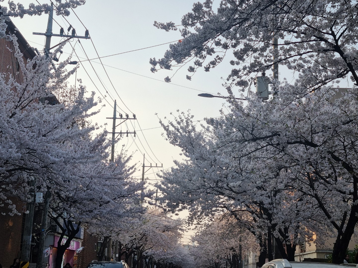 동네 벗꽃길지나고  ~~지금은 푸른잎이 여름준비를