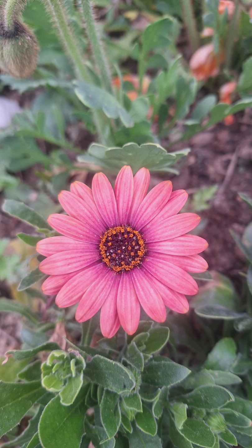 🌸 학의천 느린걸음 산본 철쭉축제 후기 🌸