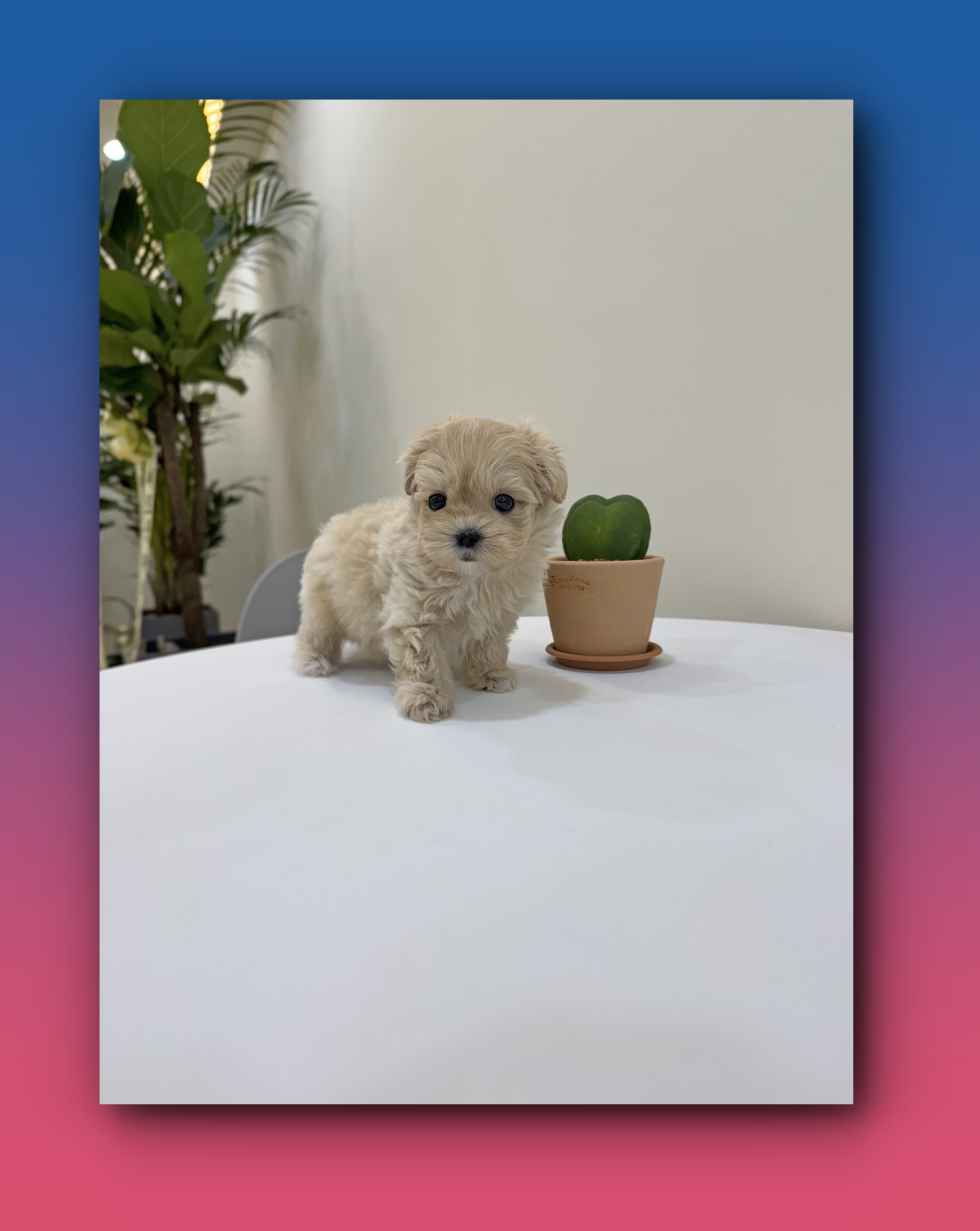 Post image 13