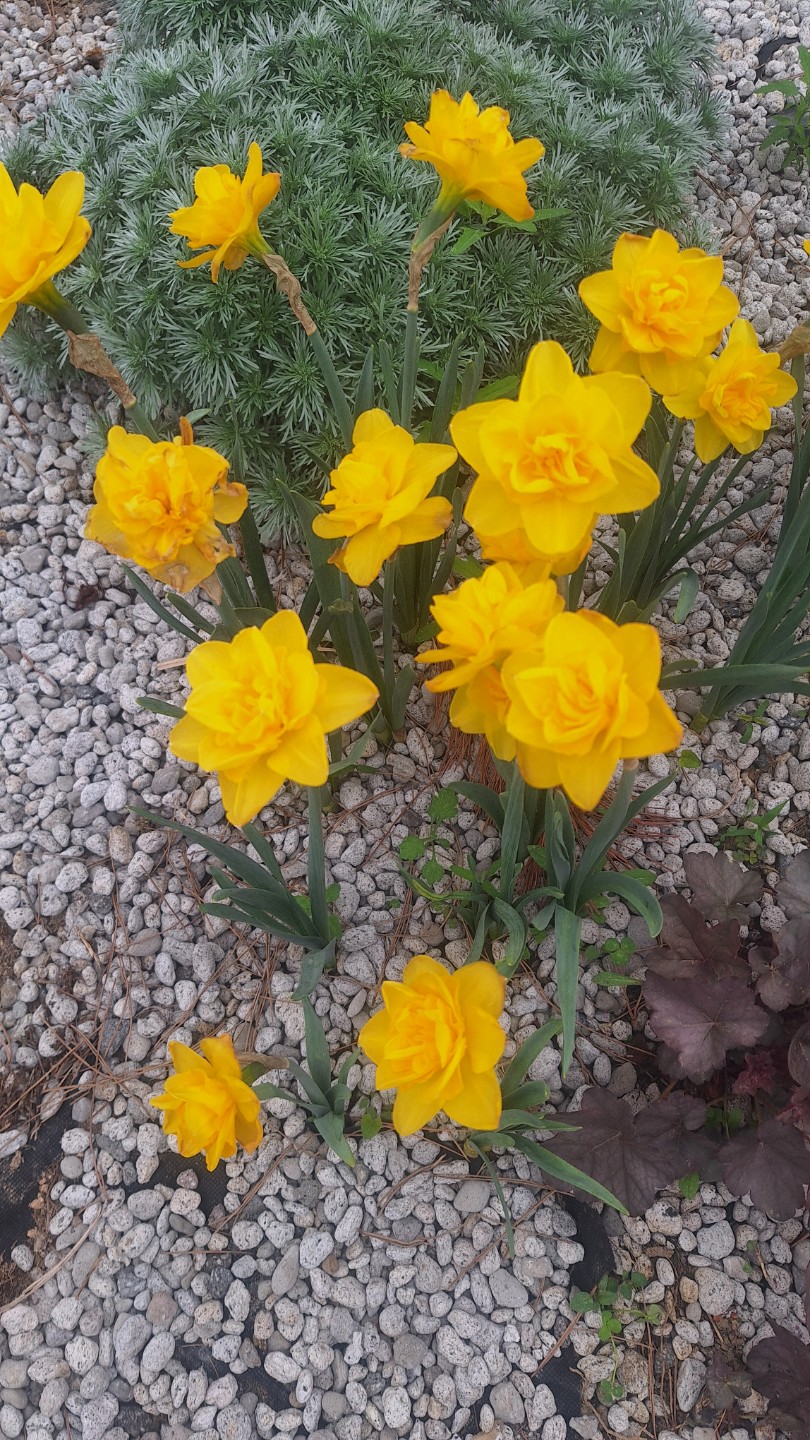 🌸 학의천 느린걸음 산본 철쭉축제 후기 🌸