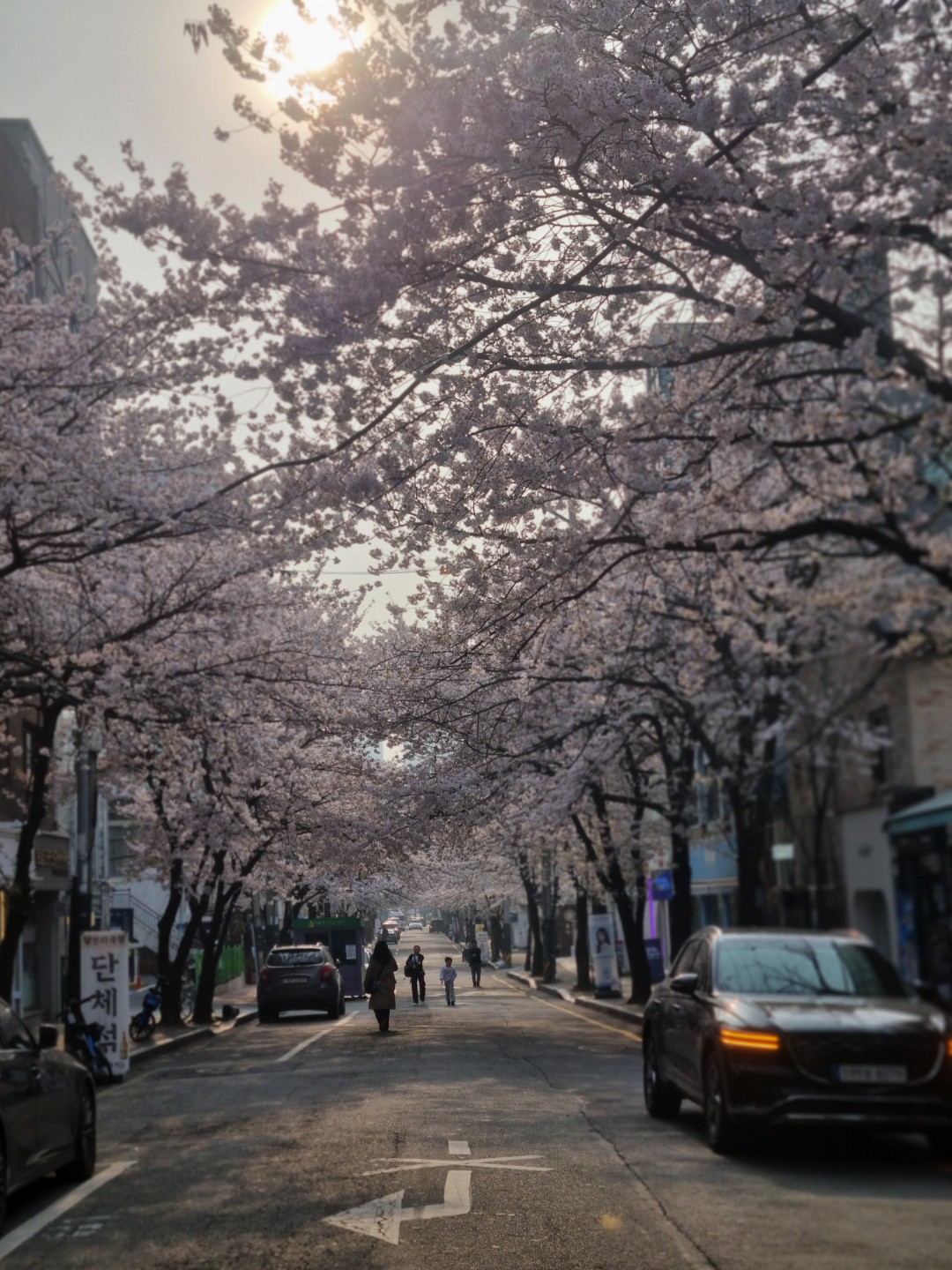 동네 벗꽃길지나고  ~~지금은 푸른잎이 여름준비를