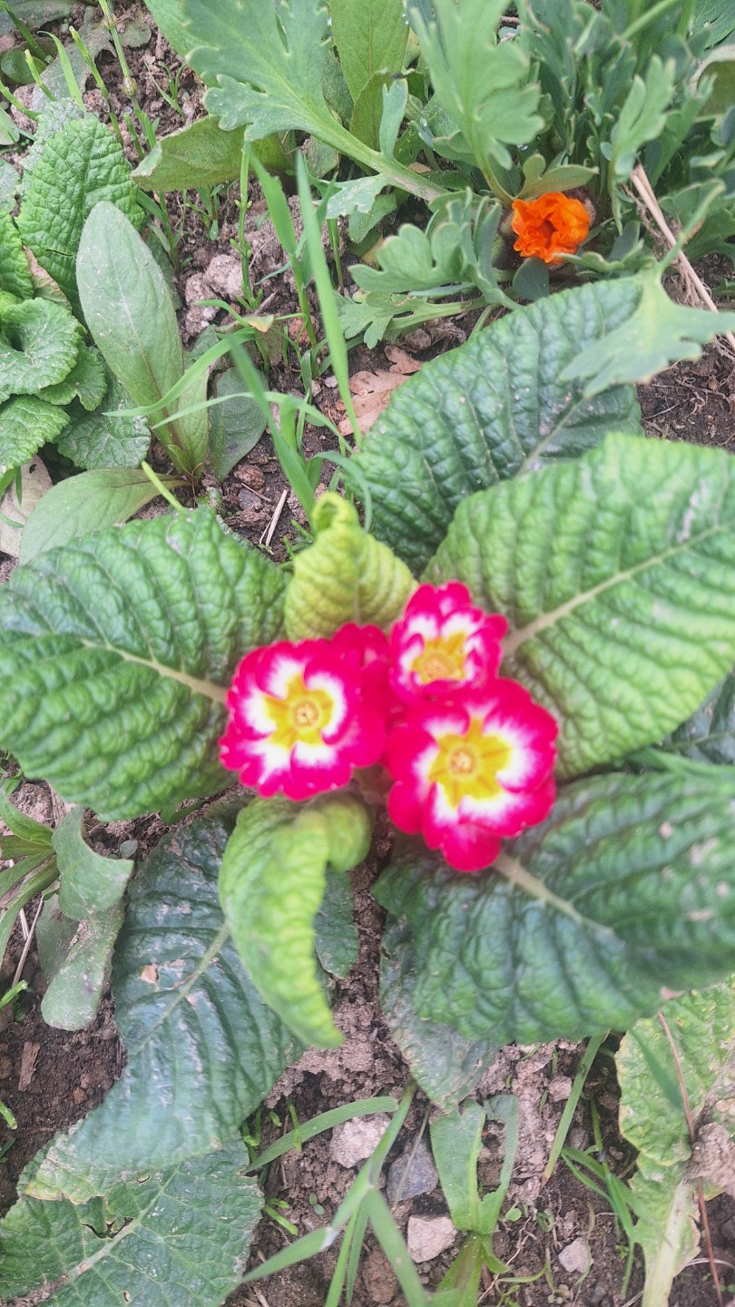 🌸 학의천 느린걸음 산본 철쭉축제 후기 🌸