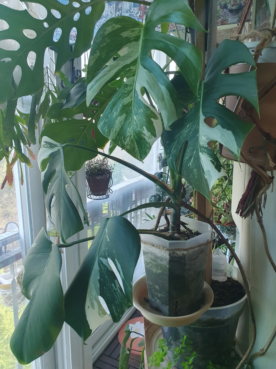 Post image 5