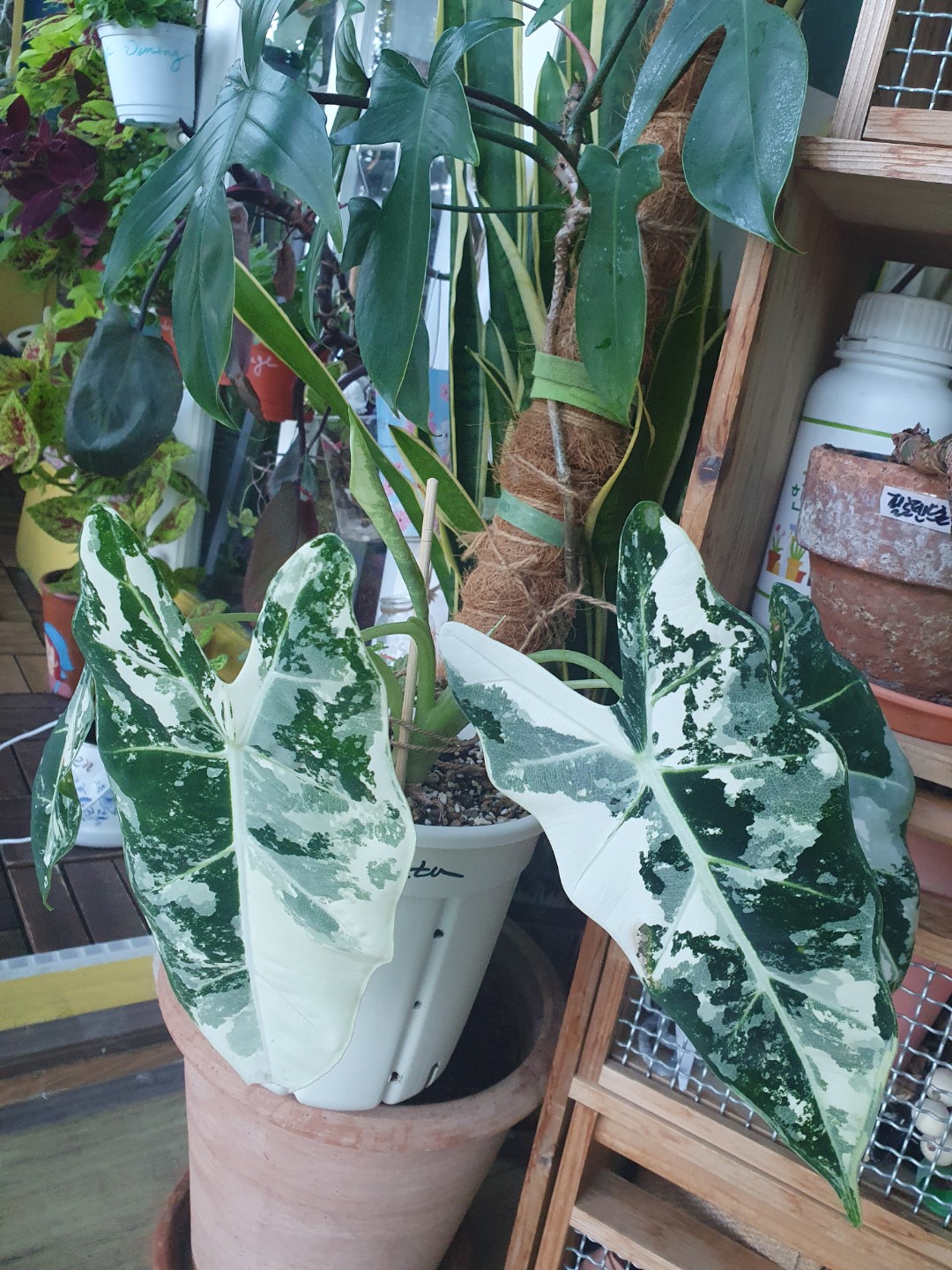Post image 7