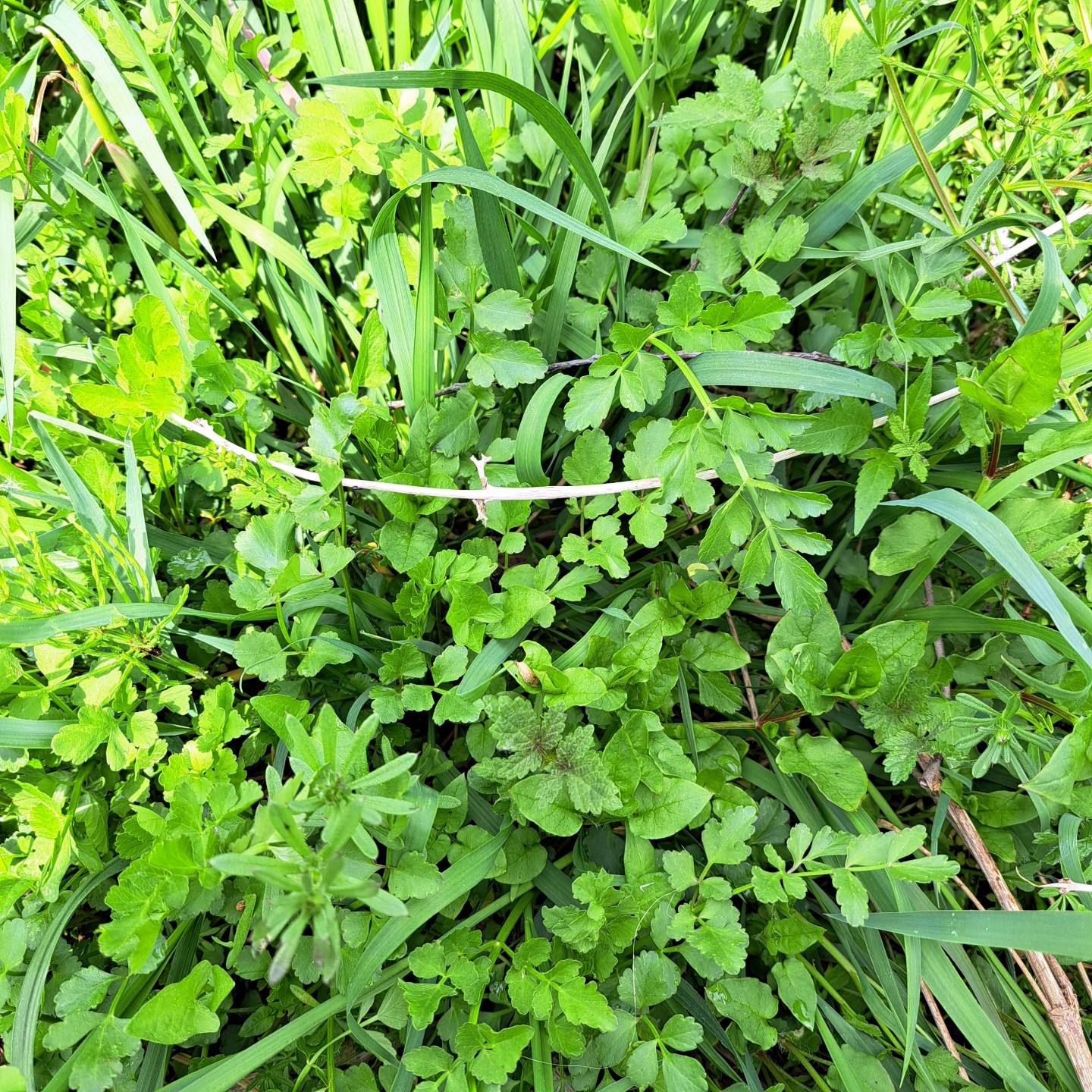 Post image 6