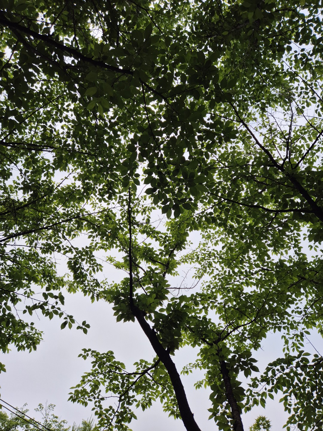 Post image 11