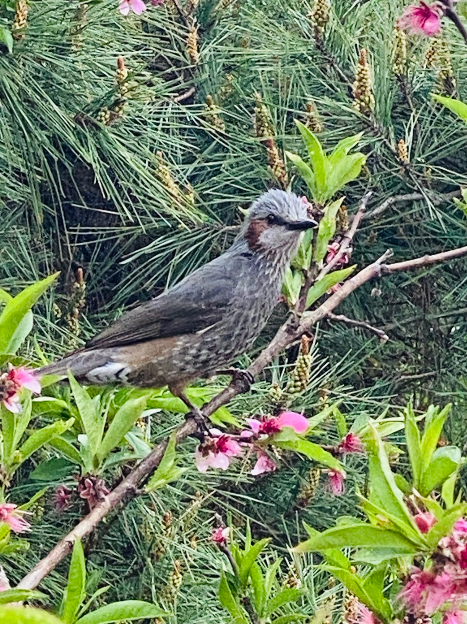 인왕산 직박구리