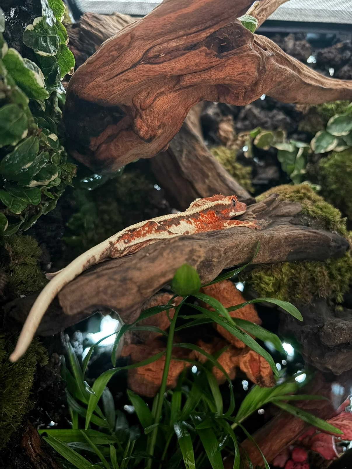 Post image 6