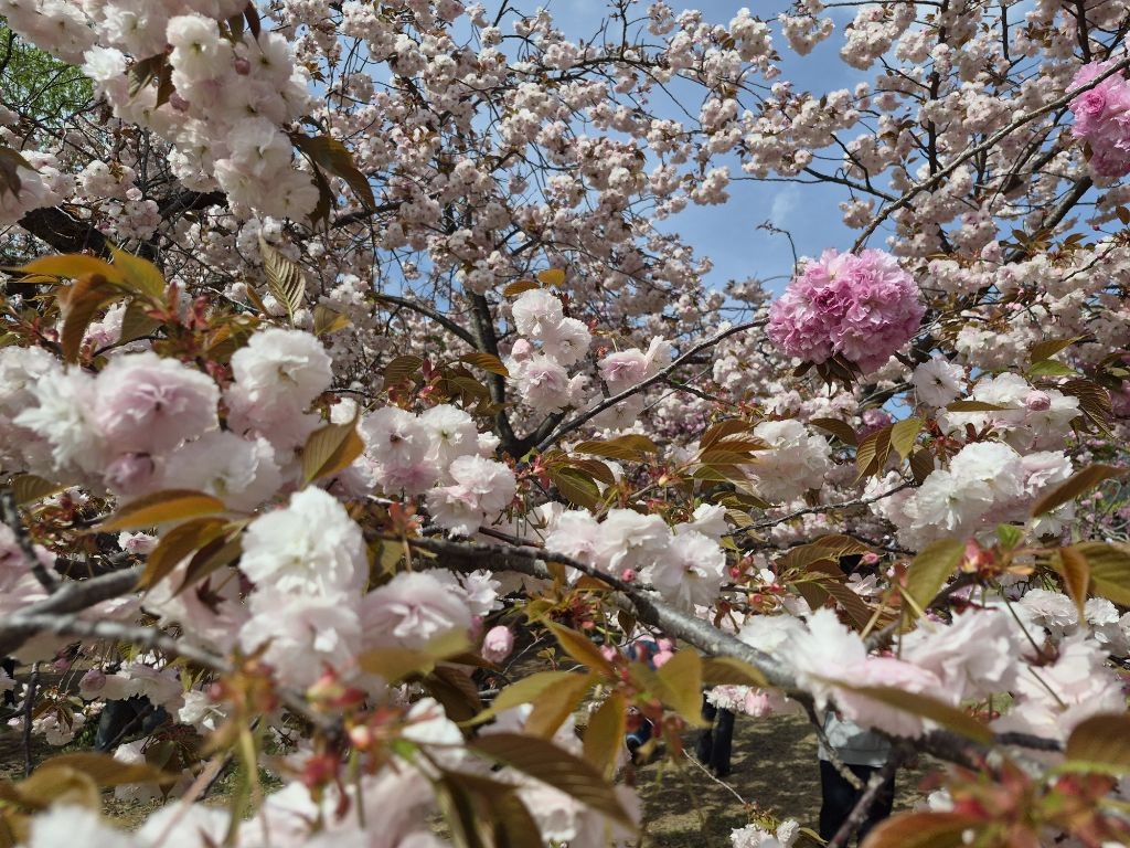 경주 불국사 겹벚꽃