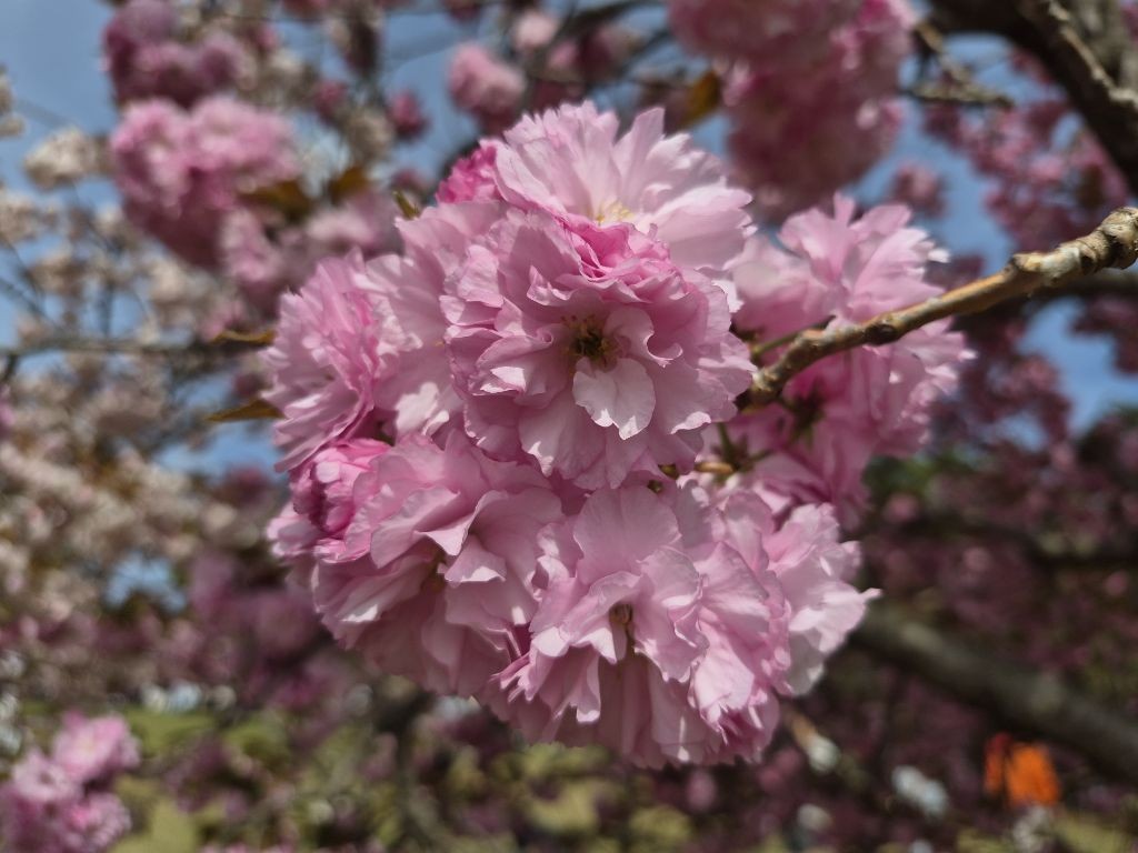 경주 불국사 겹벚꽃