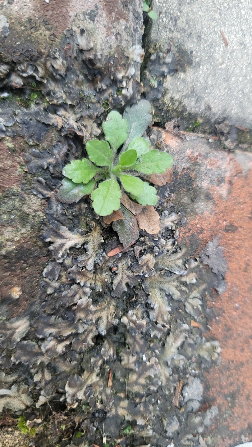 Post image 15