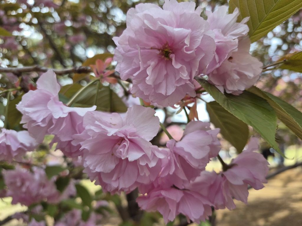 경주 불국사 겹벚꽃