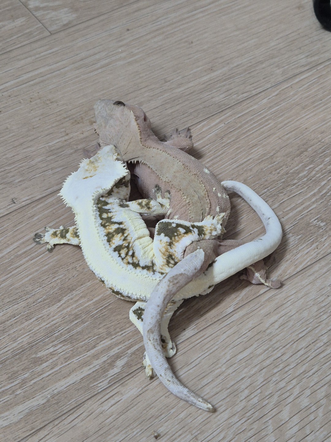 Post image 7