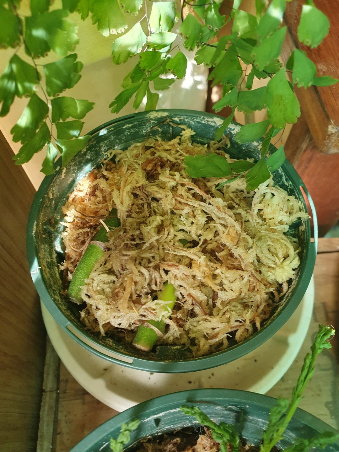 Post image 13