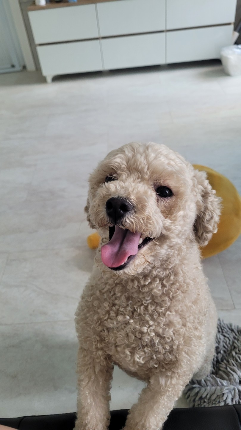 우리집 막둥이!🐶