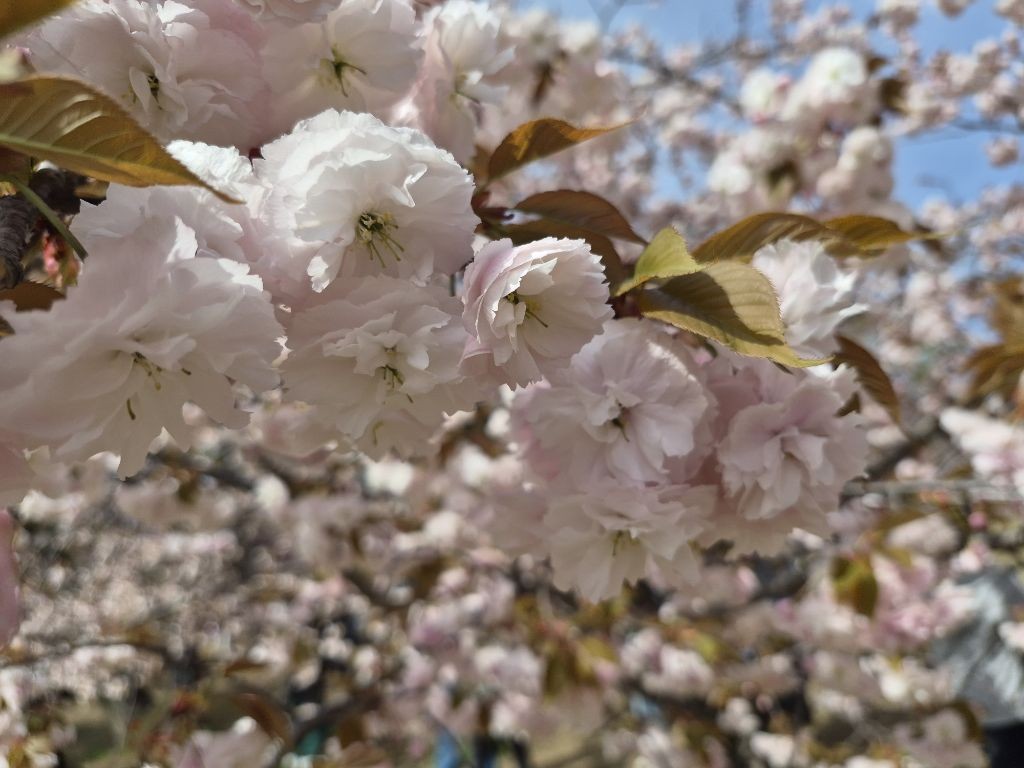 경주 불국사 겹벚꽃