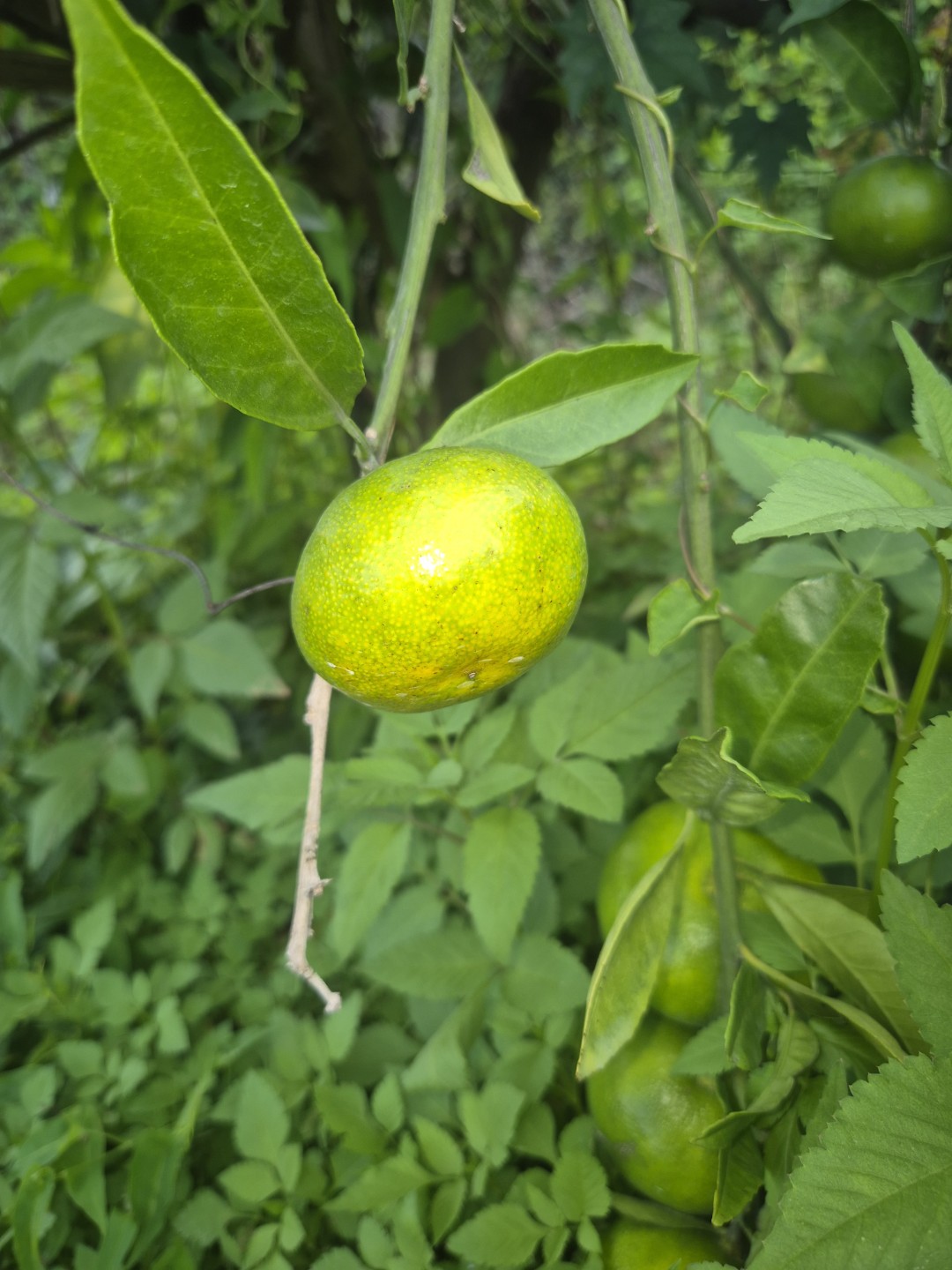 Post image 4