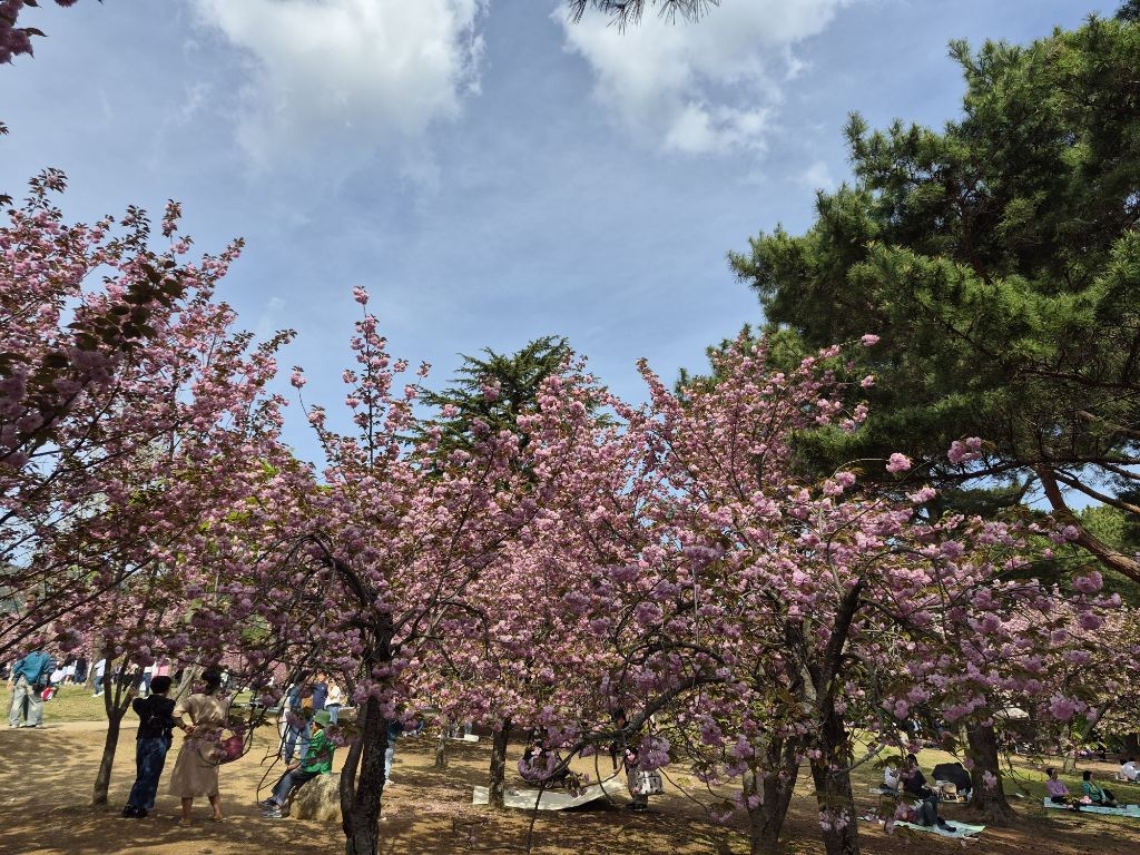 경주 불국사 겹벚꽃